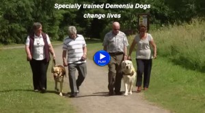 Guide dogs trained for people living with dementia